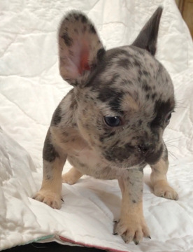 Medium Photo #9 French Bulldog Puppy For Sale in NEWMAN, CA, USA