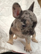 Small Photo #9 French Bulldog Puppy For Sale in NEWMAN, CA, USA
