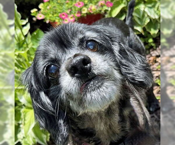 Medium Photo #12 Cocker Spaniel-Unknown Mix Puppy For Sale in Arlington, VA, USA