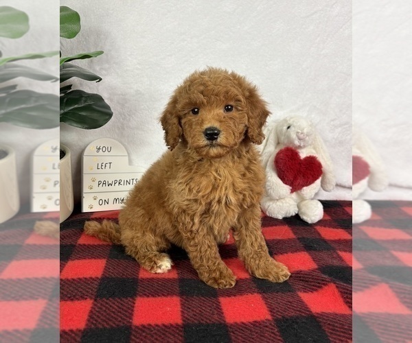 Medium Photo #2 Goldendoodle (Miniature) Puppy For Sale in GREENFIELD, IN, USA