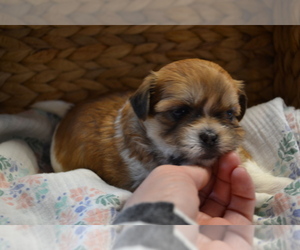 Mal-Shi Puppy for Sale in GREENWOOD, Wisconsin USA