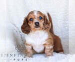 Small #5 Dachshund