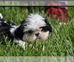 Small #6 Shih Tzu