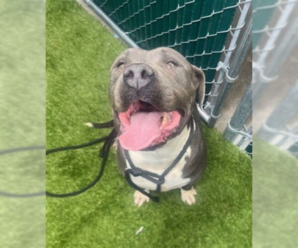 Medium Photo #1 American Pit Bull Terrier Puppy For Sale in Downey, CA, USA