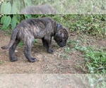 Puppy Big Blueblue Cane Corso