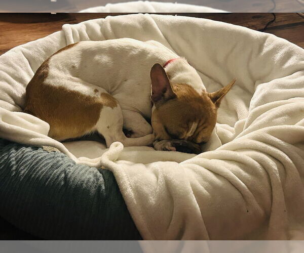 Medium Photo #10 French Bulldog Puppy For Sale in Oak Bluffs, MA, USA