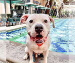 Small #3 American Staffordshire Terrier Mix