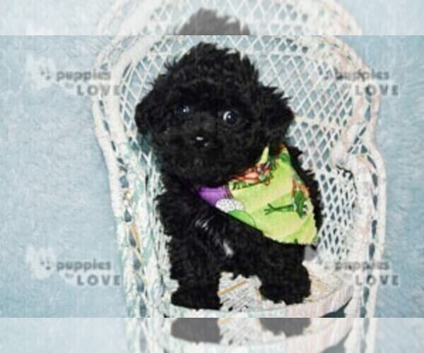 Medium Photo #6 Poodle (Toy) Puppy For Sale in SANGER, TX, USA