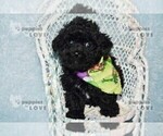 Small #5 Poodle (Toy)