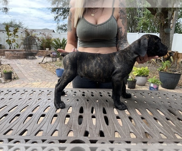 Medium Photo #39 Cane Corso Puppy For Sale in LAND O LAKES, FL, USA