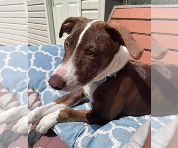 Medium Photo #4 Plott Hound-Staffordshire Bull Terrier Mix Puppy For Sale in Thomasville, NC, USA