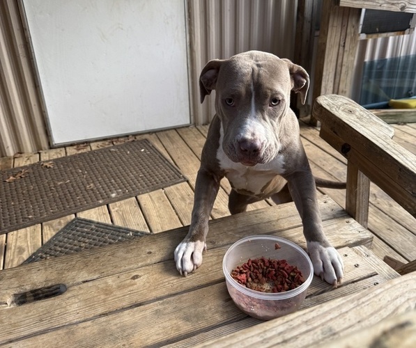 Medium Photo #2 American Pit Bull Terrier-American Staffordshire Terrier Mix Puppy For Sale in RINGGOLD, GA, USA