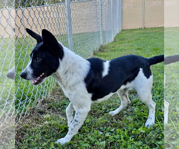 Medium Photo #5 Border Terrier-Unknown Mix Puppy For Sale in Batavia, OH, USA