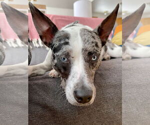 Australian Shepherd-Unknown Mix Dogs for adoption in COLUMBIA, MD, USA