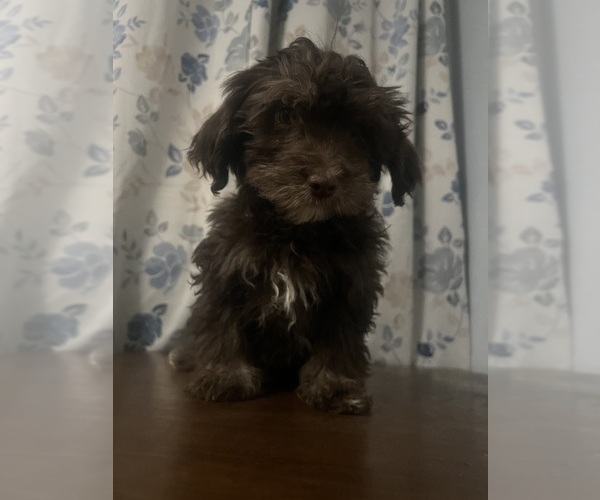 Medium Photo #44 Havanese Puppy For Sale in DURHAM, CT, USA