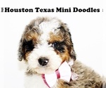 Small Photo #4 Australian Labradoodle-Miniature Bernedoodle Mix Puppy For Sale in HOUSTON, TX, USA