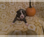 Small Photo #5 American Bully Puppy For Sale in LUBBOCK, TX, USA