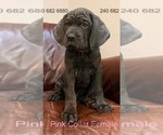 Small Photo #31 Cane Corso Puppy For Sale in LA PLATA, MD, USA