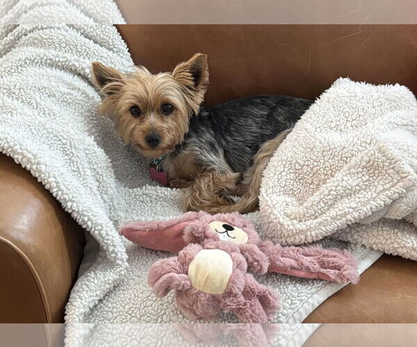 Medium Photo #2 Mutt Puppy For Sale in Allentown,, PA, USA