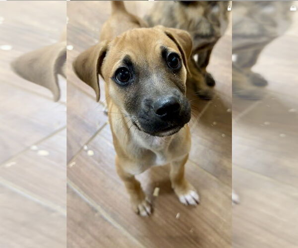 Medium Photo #2 Australian Shepherd-Mountain Cur Mix Puppy For Sale in Green Forest, AR, USA