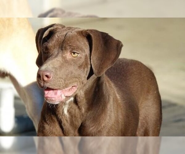 Medium Photo #1 Labrador Retriever-Unknown Mix Puppy For Sale in Stafford, VA, USA