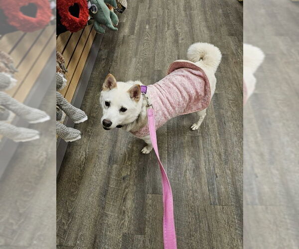 Medium Photo #2 Shiba Inu Puppy For Sale in Mukwonago, WI, USA