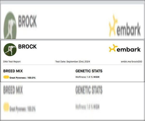 Medium Photo #23 Great Pyrenees Puppy For Sale in Houston, TX, USA