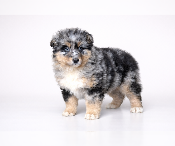 Medium Photo #12 Australian Shepherd Puppy For Sale in CLARE, MI, USA