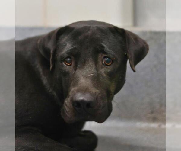 Medium Photo #1 American Staffordshire Terrier-Unknown Mix Puppy For Sale in San Antonio, TX, USA