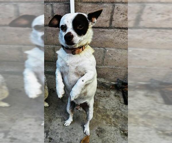 Medium Photo #1 Chihuahua Puppy For Sale in Santa Barbara, CA, USA