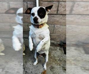 Chihuahua Dogs for adoption in Santa Barbara, CA, USA