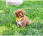 Small #5 Cavapoo (Miniature)