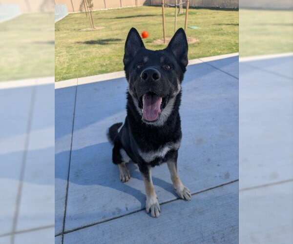 Medium Photo #2 Akita-German Shepherd Dog Mix Puppy For Sale in Redlands, CA, USA