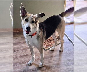 Collie-Unknown Mix Dogs for adoption in Omaha, NE, USA