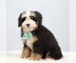 Small #2 Bernedoodle (Miniature)