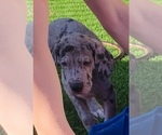 Small Photo #27 Great Dane Puppy For Sale in MARICOPA, AZ, USA