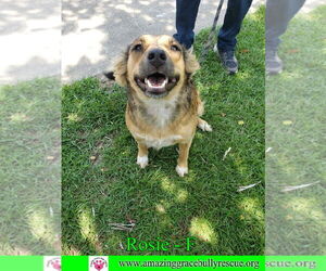 Mutt Dogs for adoption in Pensacola, FL, USA