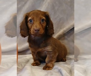 Dachshund Puppy for Sale in KITTERY, Maine USA