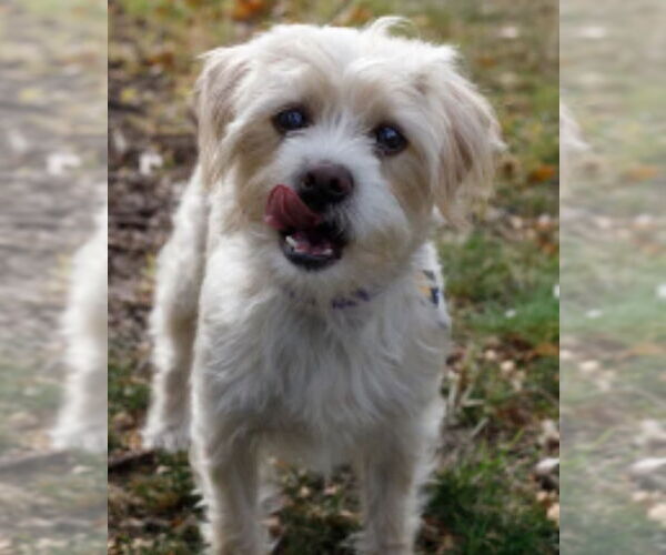Medium Photo #6 Maltipoo (Miniature) Puppy For Sale in Princeton, MN, USA