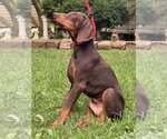Small #1 Doberman Pinscher
