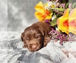 Small #1 Miniature Australian Shepherd