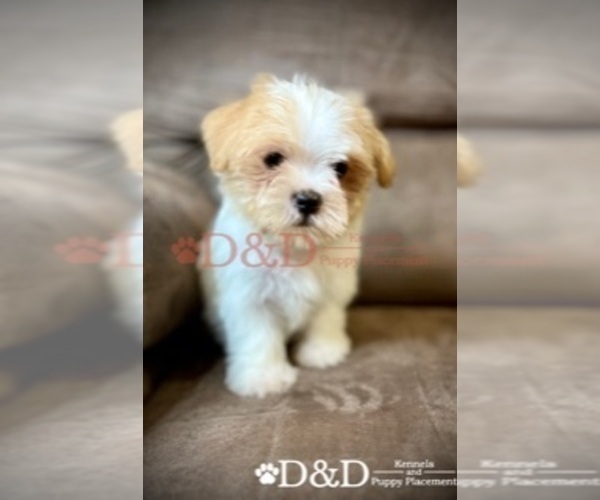 Medium Photo #9 Shorkie Tzu Puppy For Sale in RIPLEY, MS, USA