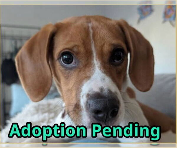 Medium Photo #1 Beagle Puppy For Sale in Dunnellon, FL, USA