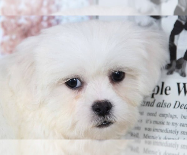 Medium Photo #2 Zuchon Puppy For Sale in BEL AIR, MD, USA