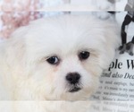 Small Photo #2 Zuchon Puppy For Sale in BEL AIR, MD, USA