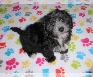 La-Chon Puppy for sale in ORO VALLEY, AZ, USA