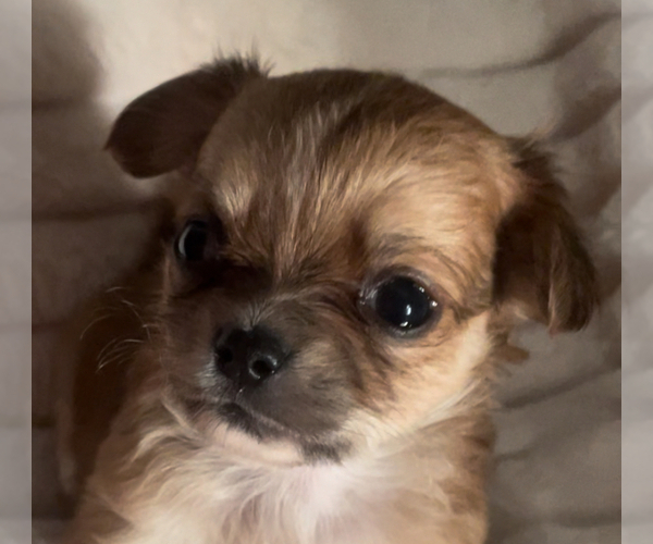 Medium Photo #8 Chihuahua Puppy For Sale in ADAMSVILLE, TN, USA