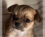 Small #7 Chihuahua