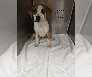 Rottweiler-Unknown Mix Dogs for adoption in Rancho Cucamonga, CA, USA