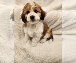 Small Photo #1 Maltipoo Puppy For Sale in GRANDVILLE, MI, USA